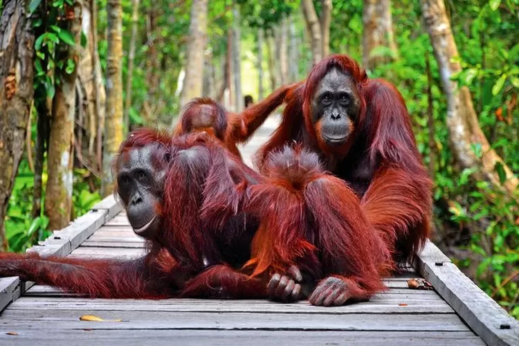 Keindahan Taman Nasional Tanjung Puting: Pusat Orangutan Terbesar, yang  Menjelma Jadi Destinasi Andalan - Jurnal Flores