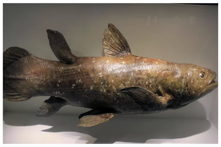 Model ikan Coelacanth, diperkirakan punah selama 70 juta tahun sampai seekor tertangkap di abad ke-20.    (goodfreephotos.com)