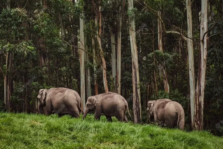 Wisata Alam Taman Nasional Way Kambas di Lampung: Destinasi Wisata Alam  Gajah yang Dekat dengan Jakarta - Radar Cianjur