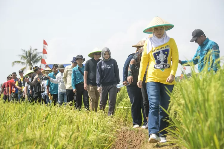 Panen raya di Purwakarta 