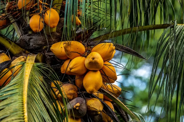 4 daerah di Jabar dengan areal kebun kelapa terluas di Jabar alias Jawa Barat. (Unsplash.com/Zdenek Machacek)