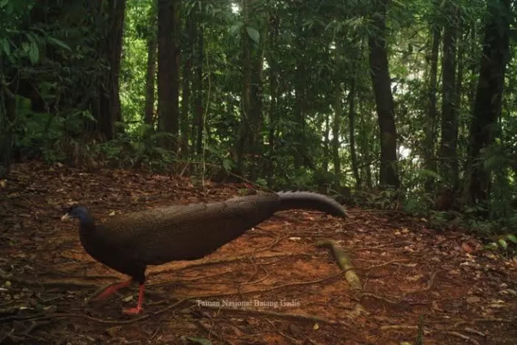 Burung Kuau Raja, Fauna Identitas Resmi dari Sumatera Barat (Kemenlhk)