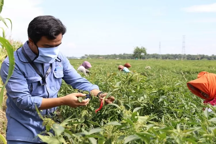 Anggota Tim CSR PT Inalum sedang memberi arahan kepada pemetik Cabe di desa Lubuk Cuik Batubara  (Realitasonline.id/H.Guntur Sinaga)