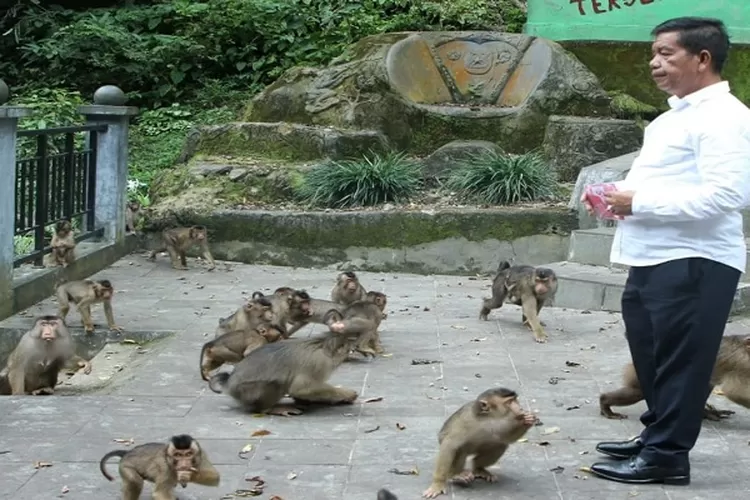 Bupati Radiapoh saat mengunjungi Taman Kera Sibaganding dan memberi makan Primata  (Realitasonline.id/SS)