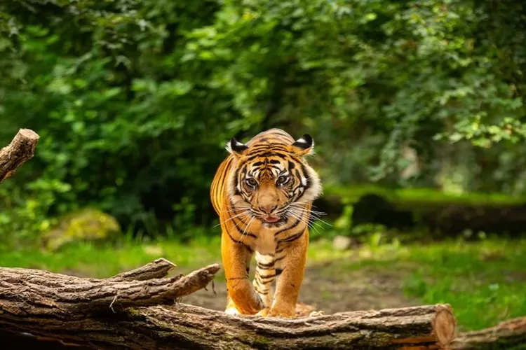 Ilustrasi. Harimau sebagai hewan yang punya makna mendalam bagi mayarakat Minang.  (FREEPIK/vladimircech)