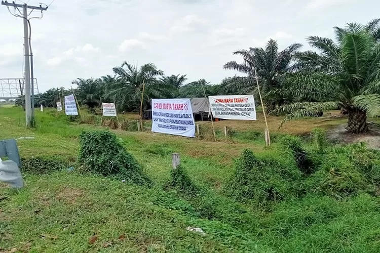 Lahan HGU 62 Afd Penara Kebun TGP PTPN2 yang dimaksud Menko Polhukam (Realitasonline.id/zul)