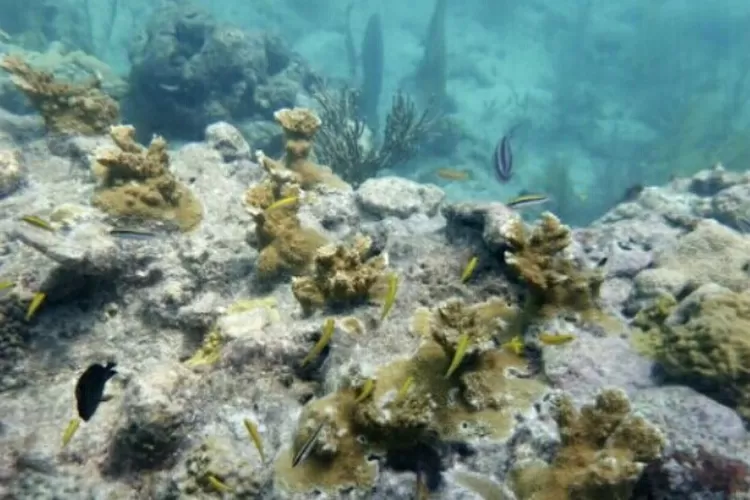 Terumbu Karang Florida Keys Memutih, Kata Ilmuwan karena Stres Suhu Air Mencapai Rekor Tertinggi. (Tangkapan layar APnews.com)