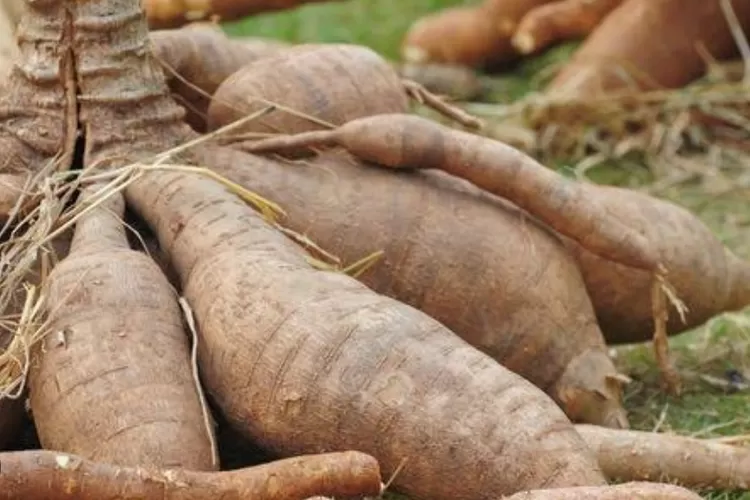  Kumpulan cerita lucu dan kisah nyata repotnya punya pembantu genit dan nggak kesampaian mau makan ketela bakar