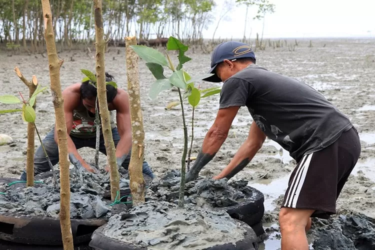Penanaman bibit pohon Bakau di hutan Mangrove Batubara Bantuan PT Inalum (Realitasonline.id/H.Guntur Sinaga)
