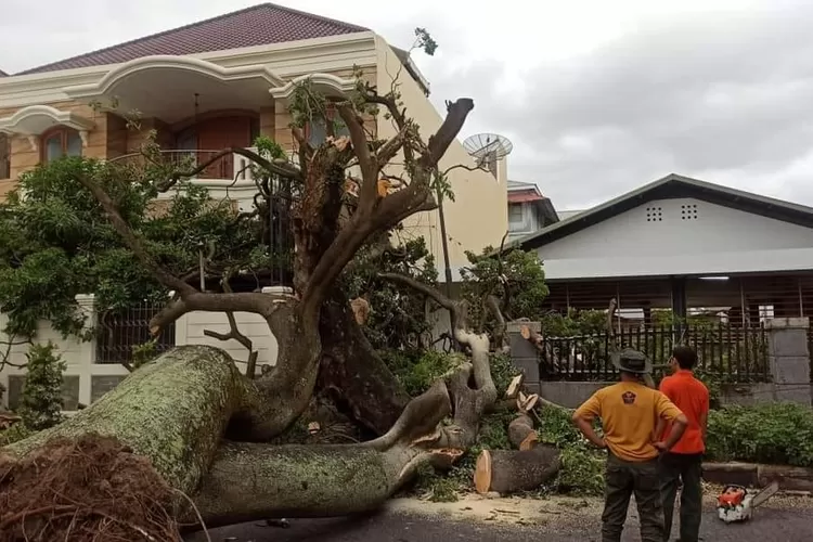 Pohon raksasa di Kota Padang tumbang diterjang angin kencang. Petugas bergerak cepat mengevakuasi. (Prokopim Pdg)