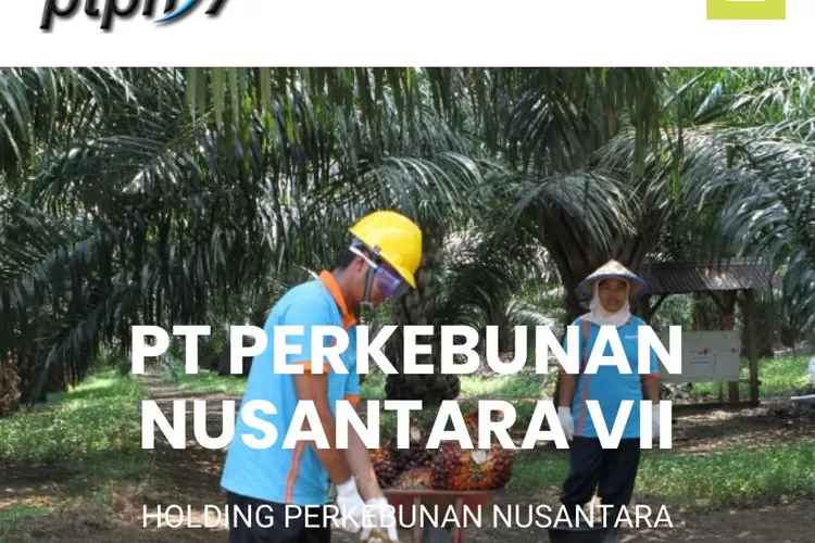 4 Lowongan Kerja BUMN PT Perkebunan Nusantara VII Simak Kualifikasinya!