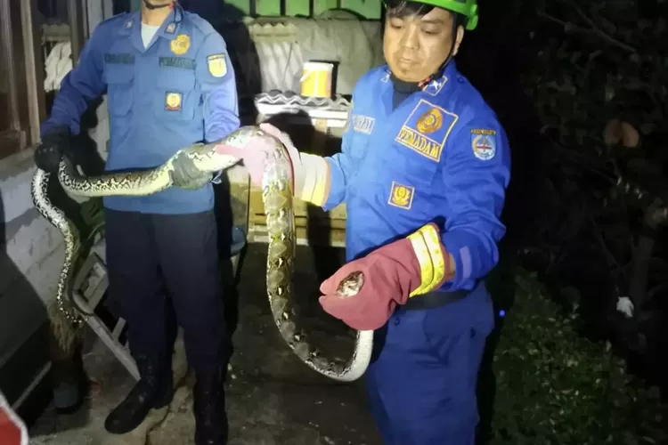 Damkar Kota Depok mengevakusasi ular sebesar 3 meter di Jalan H Unar, RT1/5, Kelurahan Tirtajaya, Kecamatan Sukmajaya. (Andika Eka)