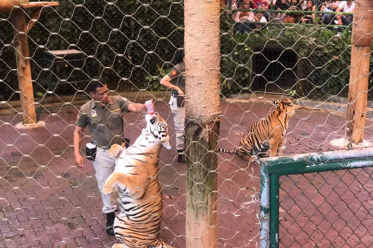 Taman Safari Indonesia (TSI) mempertahankan program teknologi bank sperma dan inseminasi guna memcegah kepunahan beberapa hewan di Bumi terutama hewan-hewan khas Indonesia. (Devina/Metropolitan)