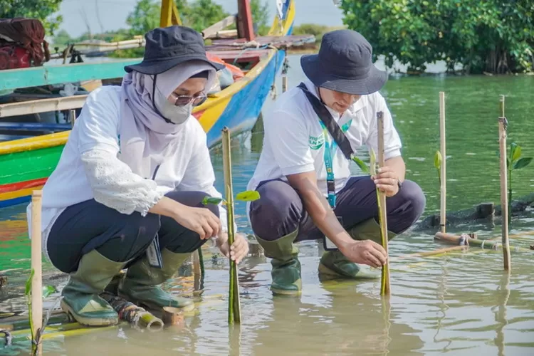 Jajaran PLN Nusantara Power saat melakukan penanaman mangrove beberaoa waktu lalu