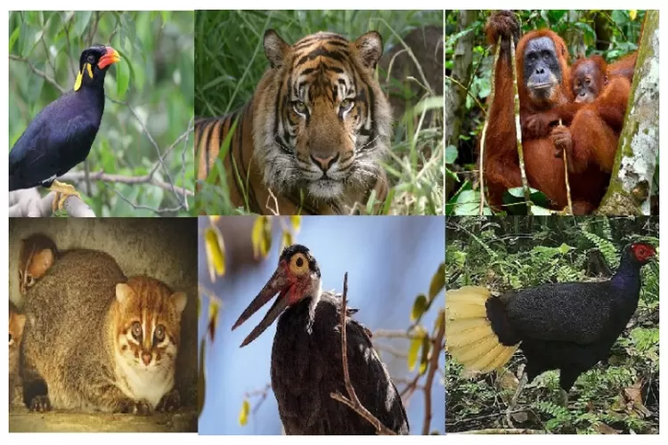 10 Fauna Asli Pulau Sumatra yang Sudah Mulai Terancam Punah, Salah satunya adalah Kucing Kepala Datar/SS