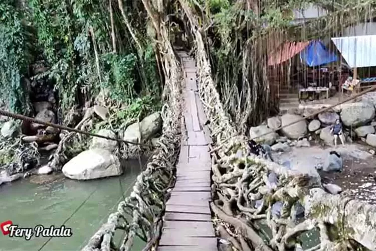 Jembatan Akar di Sumatera Barat Berusia 100 Tahun Seperti di Film Jumanji