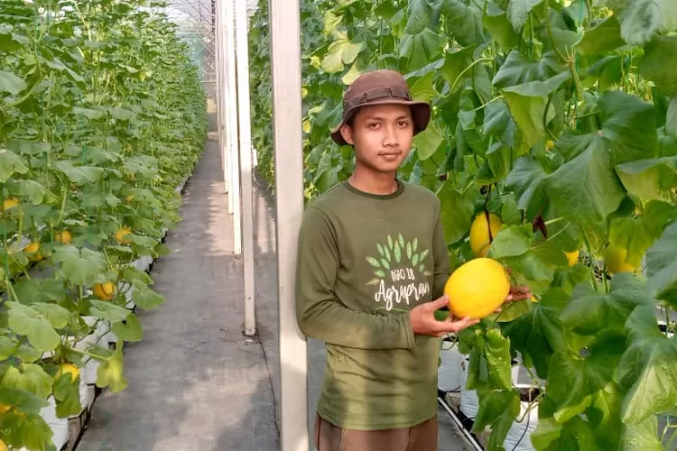 Petani melon Minions di Desa Cikarawang, Dramaga, Kabupaten Bogor. (Ade/Metropolitan)