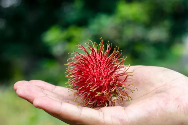 Cari Tahu Yuk Ternyata Ini Manfaat Mengkonsumsi Rambutan Bagi Kesehatan Bisnis Bandung