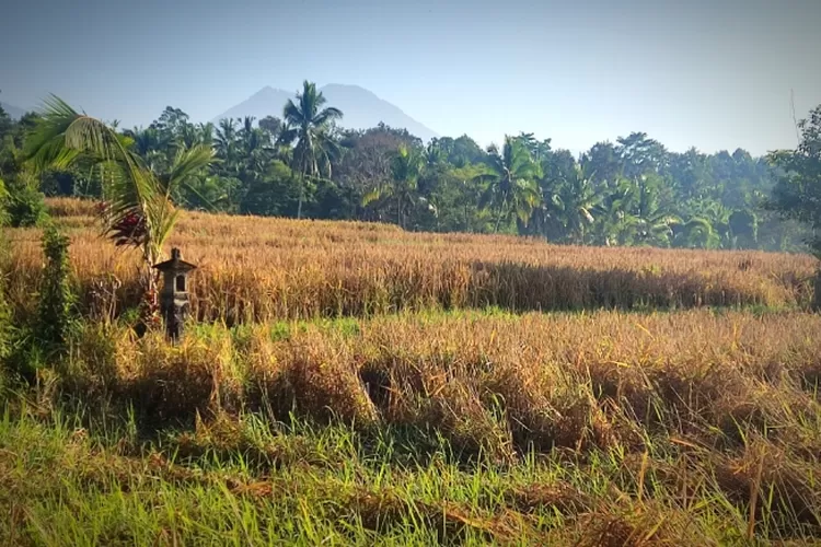 Kalender Bali Ala Ayuning Dewasa Kamis 3 Agustus 2023 Hari Baik Untuk Membuka Lahan Pertanian