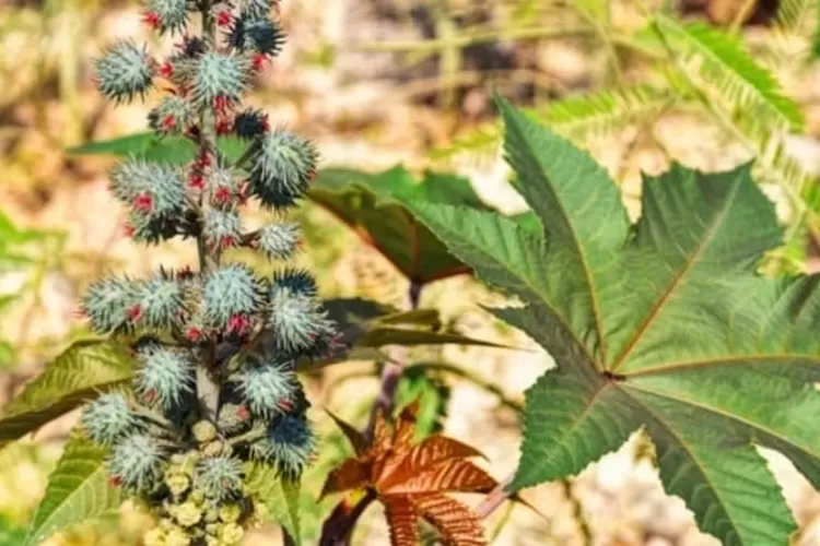 Ilustrasi tanaman jarak (pixabay)