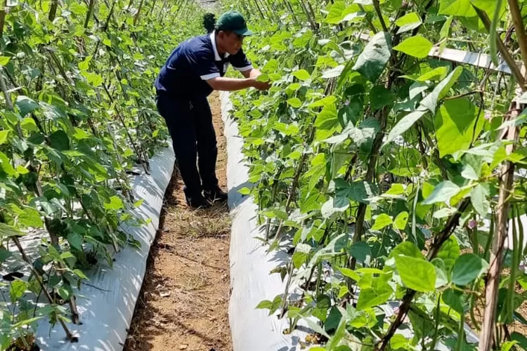 Aqua Caringin menggandeng petani dalam menjaga kelestarian alam. 
