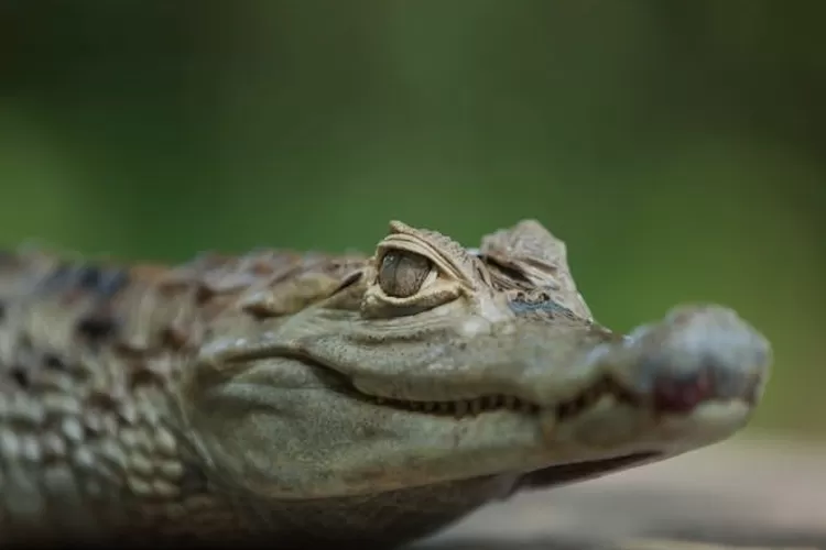 Ungkap Arti Mimpi Dikejar Buaya Menurut Pandangan Primbon Jawa Simbol