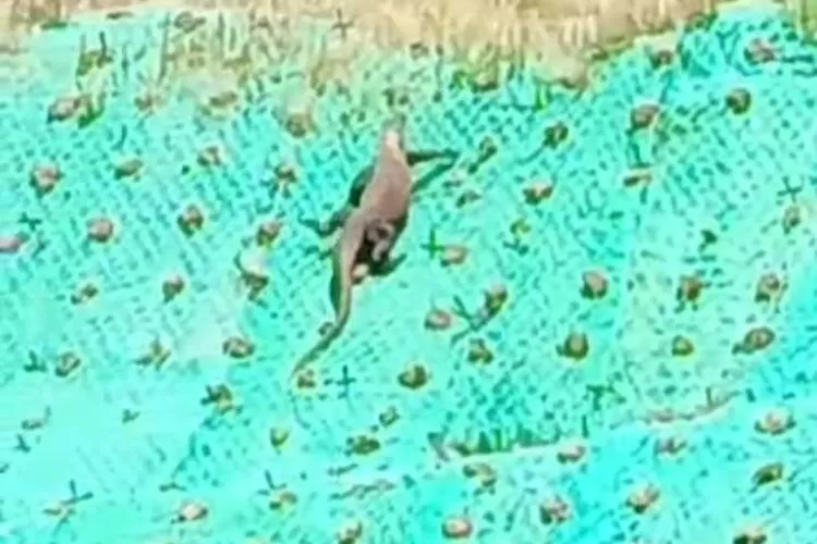 Ada komodo melintas di pinggir jalan arah Golo Mori Labuan Bajo. (Foto: tangkapan layar video yang beredar)