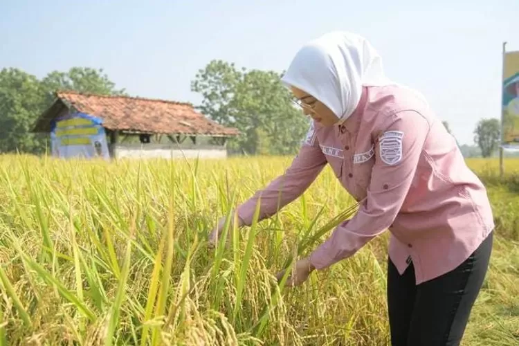 Bupati Purwakarta Anne Ratna Mustika dalam panen raya di Kecamatan Campaka, belum lama ini. (Diskominfo Purwakarta)