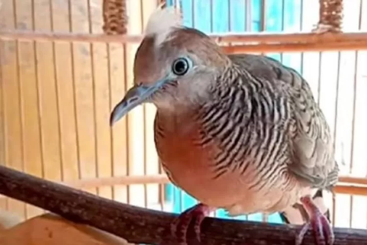 ciri dan pamor yang dimiliki oleh perkutut katuranggan gendewo sabdo (ist)