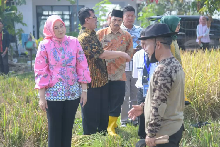 Bupati Purwakarta Anne Ratna Mustika saat panen padi nutri zinc/ (Diskominfo Purwakarta)