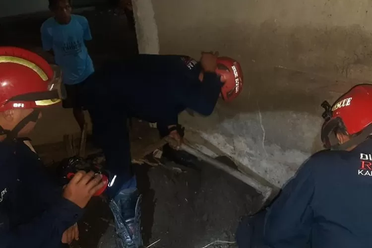 Petugas Damkar sedang mengevakuasi ular kobra di permukiman warga Bogor.  (dok. Istimewa)