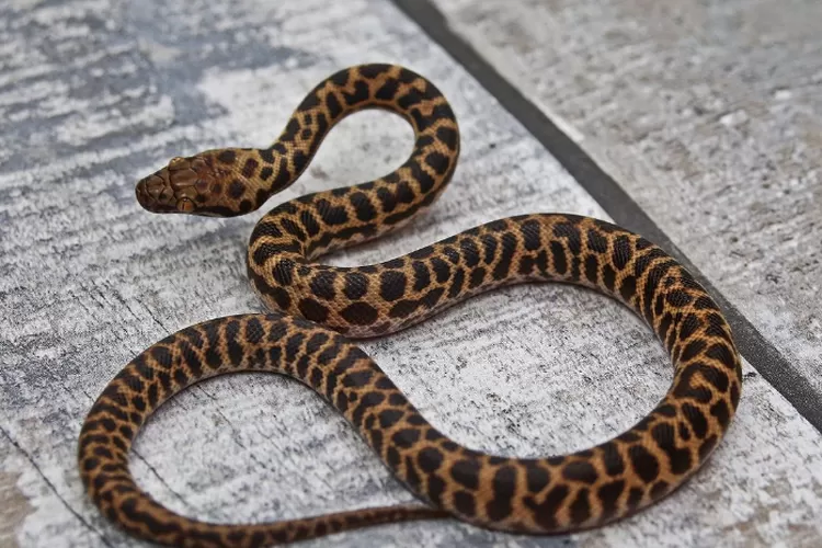 Ilustrasi Kumpulan cerita lucu dan kisah nyata ular bergelantungan di televisi dan kegiatan rutin seorang warga dalam sehari (Foto/Instagram.com/@chaz.snakesnadders)