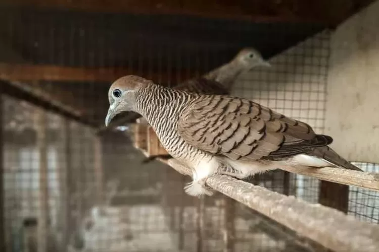 Ini adalah informasi penting mengenai kesalahan dalam perawatan yang bisa bikin burung perkutut tidak gacor manggung. (Instagram/ @burungperkutut_madiun)