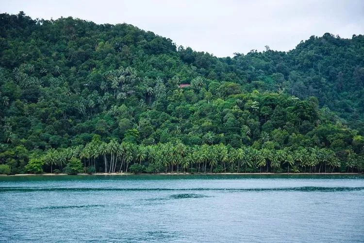 Ilustrasi ekosistem Pulau Siberut  Mentawai yang terancam proyek biomassa (Instagram @lolo.light_)