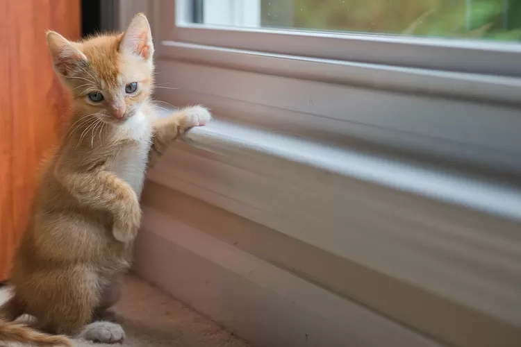 Ini dia alasan kenapa kucing liar betah ada di rumah anda (Freepik/ Thomas K)