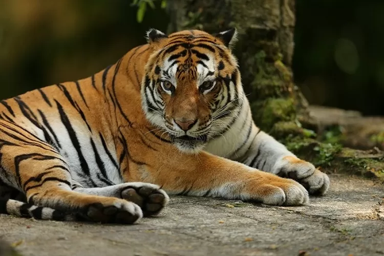 Deretan fakta tentang Harimau Sumatera (news.tamansari.com)