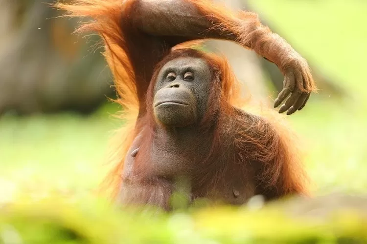 Deretan hewan langka khas Sumatera (news.tamansafari.com)