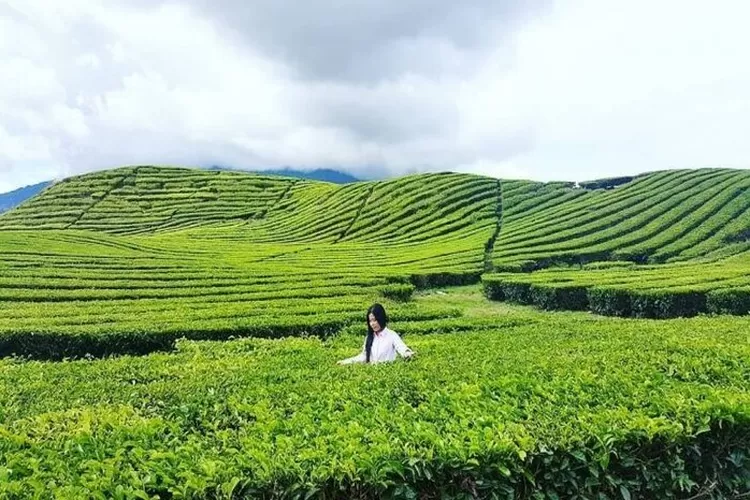 Kebun teh tercantik di Indonesia (Instagram @/pesonakerinci)