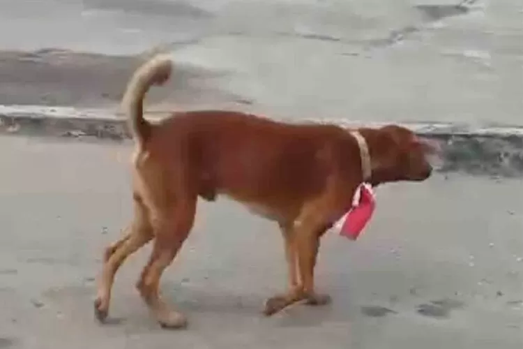Anjing yang dipakaikan merah putih di lehernya.  (dok. Pemprov Riau)