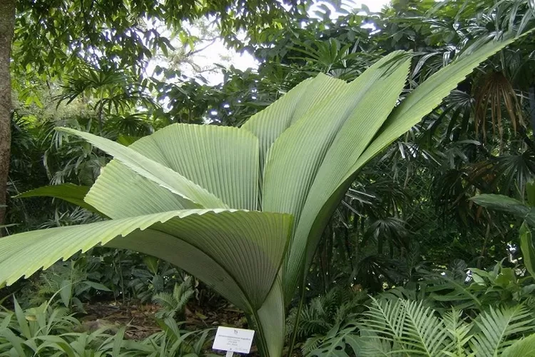 Daun Sang, tanaman endemik dari Sumatera (wanaswara.com)