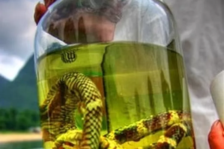Snake Bile Wine. (travelandleisure.com)