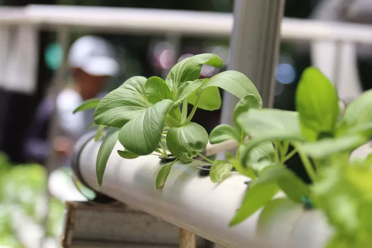 Tanaman hidroponik. (Ayobandung.com/Irfan Al Faritsi)