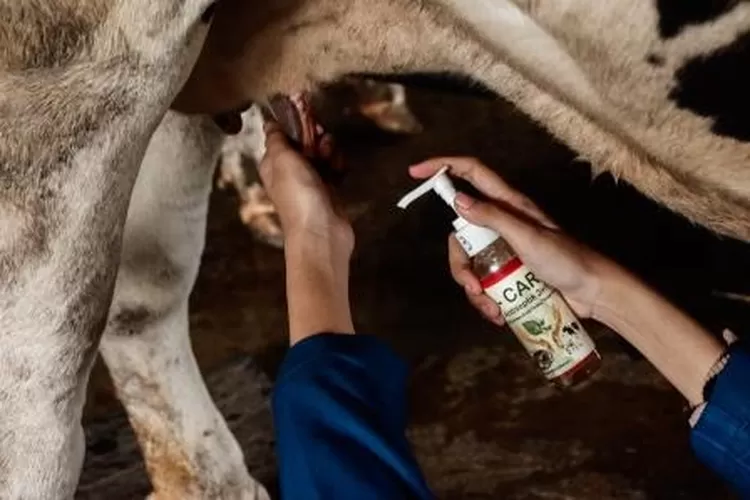 Antiseptik dari ekstrak daun jati jalar merah dimanfaatkan untuk kebersihan tangan pemerah susu. (istimew)