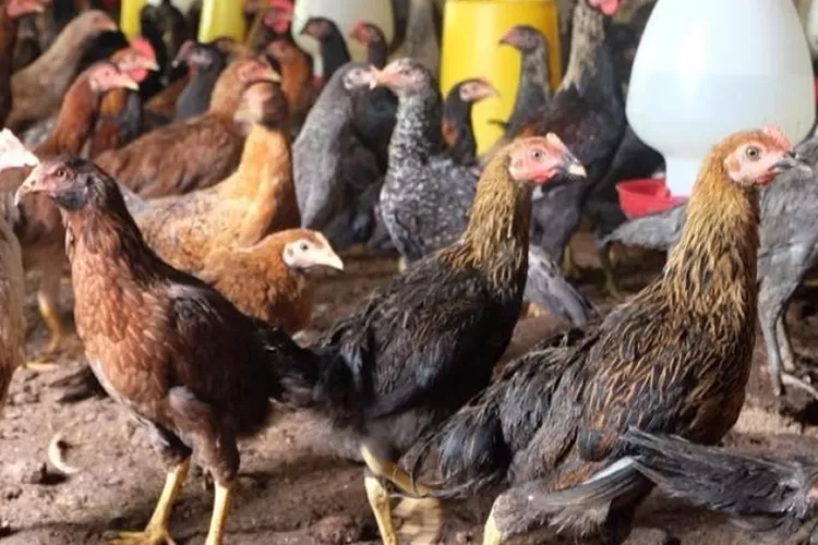 10 Rekomendasi Pakan Ternak Ayam Kampung Terbaik Dan Alami Mudah Buat