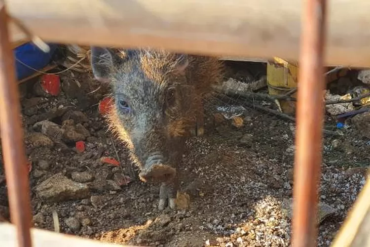 Warga mengurung hewan yang sempat dipercaya sebagai babi jadi-jadian. (DepokToday.com).