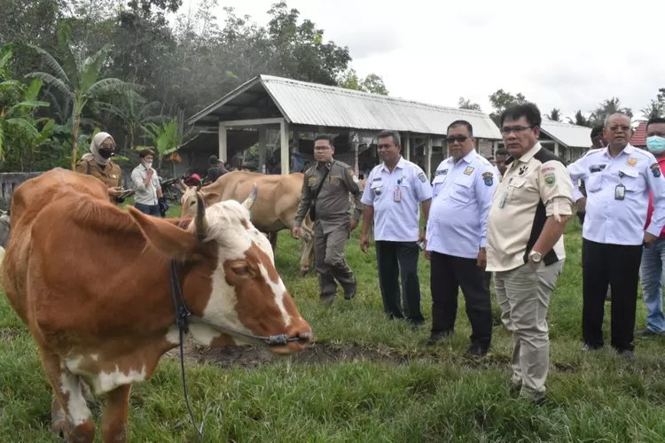 Jelang Idul Adha, Petugas Disbunnak OKI mengecek kesehatan hewan di Pasar Hewan Tugu Jaya Lempuing, Kamis (16/6/2022)
