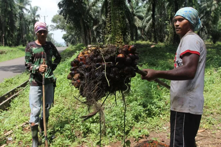 Luhut Buka Keran Ekspor 1 Juta Ton CPO, Begini Imbasnya Ke Petani Sawit ...