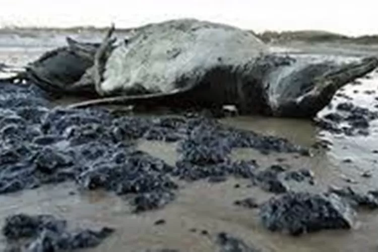 Penguin yang mati terdampar di Pantai Santa Catarina Brasil/Net 