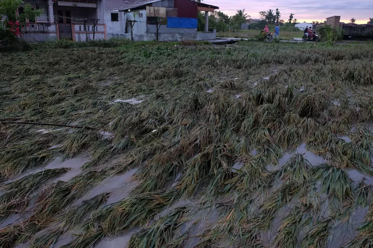 Warga berada di dekat tanaman padi yang rusak pascabanjir (ANTARA FOTO/Irsan Mulyadi)