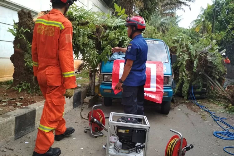 Cegah Pohon Tumbang Pohon Dipangkas Jawa Pos